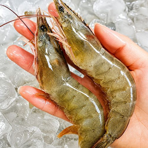 제철! 큼직한 활 흰다리 새우 500g