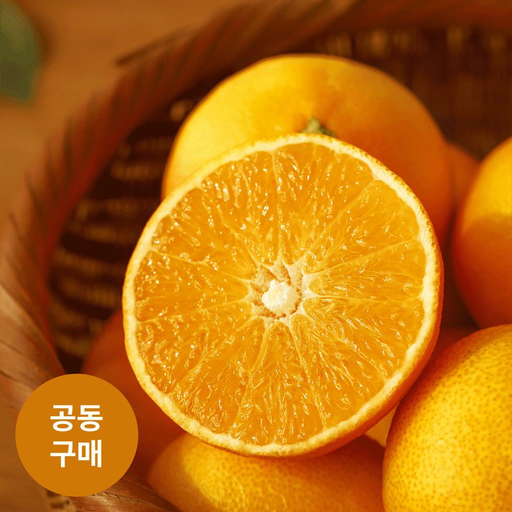 [공동구매] 제주직송! 서귀포 '돈오름농장' 완숙 황금향 (3/5/10kg)