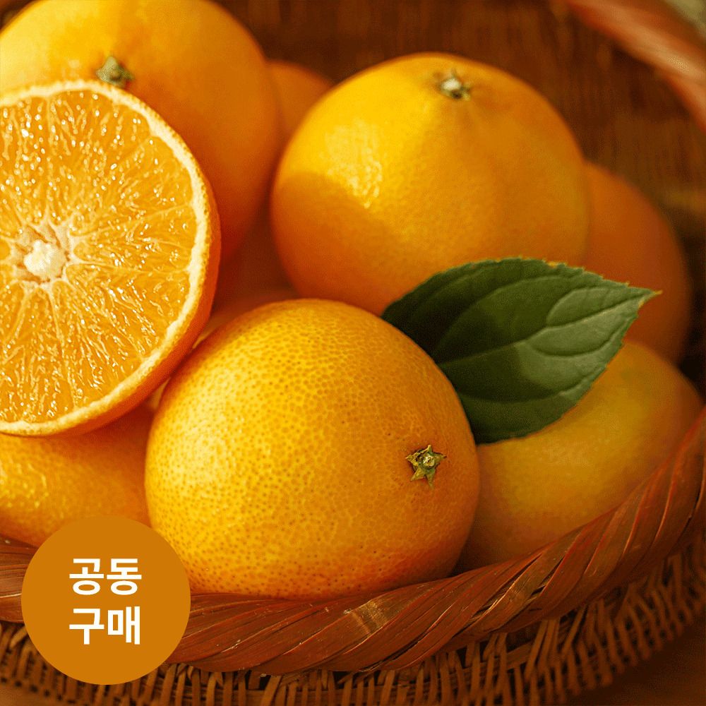 [공동구매] 제주직송! 서귀포 '돈오름농장' 완숙 황금향 (3/5/10kg)