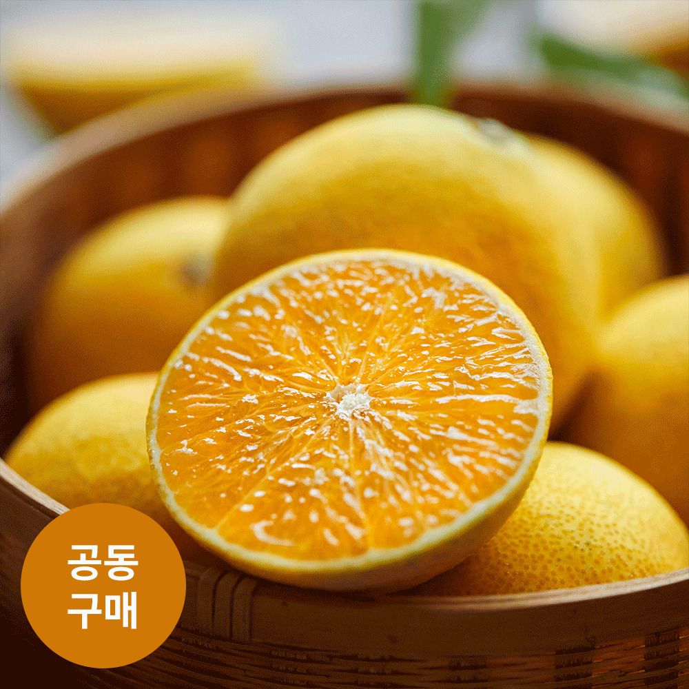 [공동구매] 제주직송! 서귀포 '돈오름농장' 황금향 (3/5/10kg)