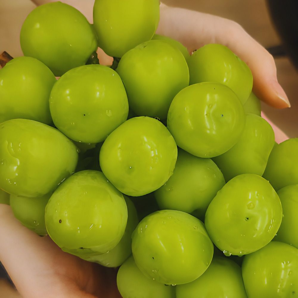 [농장직송]우리가 사랑한 샤인머스캣 1수(800g) / 2-3수(2kg)