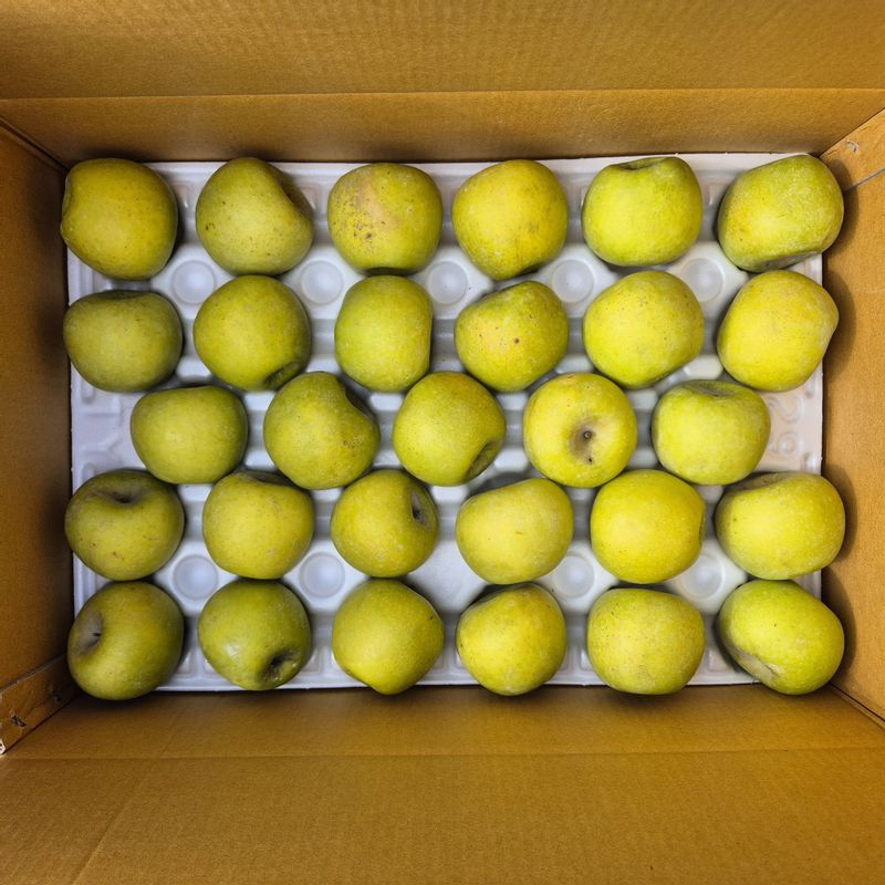 산지직송! 김서방 시나노골드 황금사과 (2kg~5kg)