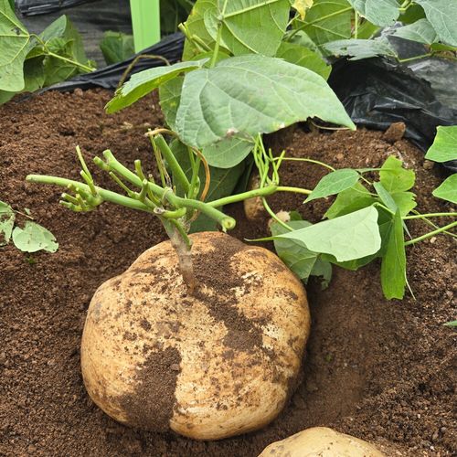 유기농인증!!! 지엘농장 히카마4kg (멕시코감자)땅속의 배라고 불이는 아삭아삭한 슈퍼식이섬유