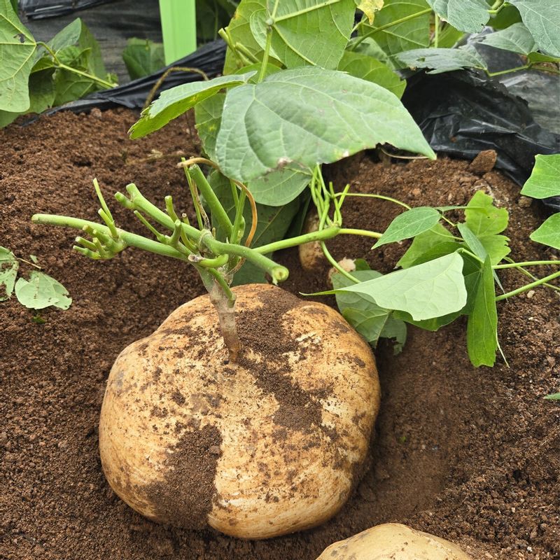 유기농인증!!! 지엘농장 히카마4kg (멕시코감자)땅속의 배라고 불이는 아삭아삭한 슈퍼식이섬유