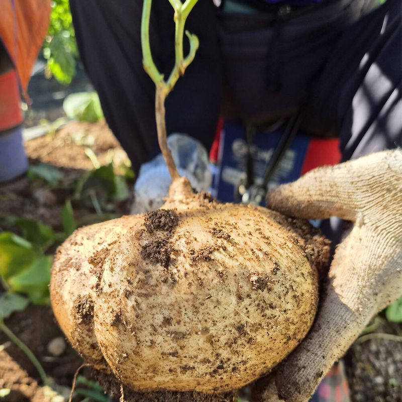 유기농인증!!! 지엘농장 히카마4kg (멕시코감자)땅속의 배라고 불이는 아삭아삭한 슈퍼식이섬유