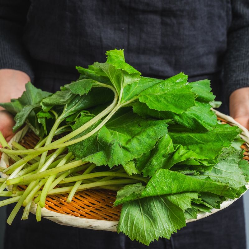 머위잎 쌈밥 을 위한 재료 이미지로 머위잎,밥,소금,쌈장 등으로 구성 되어있습니다.