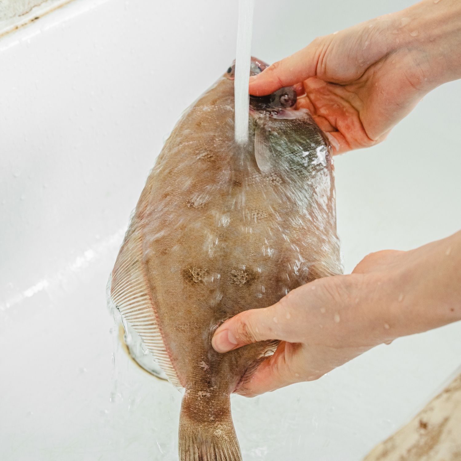 생물 가자미는 흐르는 물에 가볍게 씻은 뒤 물기를 충분히 제거해 주세요.