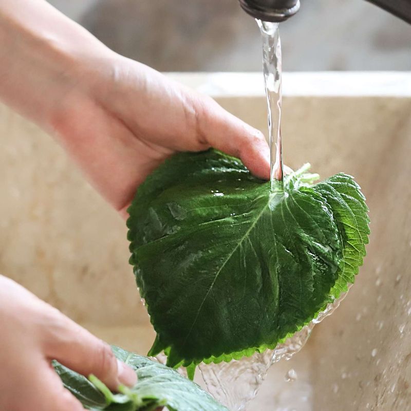 깻잎은 흐르는 물에 깨끗이 씻어 체반에 밭쳐 물기를 뺀 후 꼭지를 적당한 길이로 잘라주세요.
(Tip. 깻잎은 꼭지 부분이 검게 변하지 않고, 뒷면의 보라색이 진할수록 신선한 깻잎이에요.)